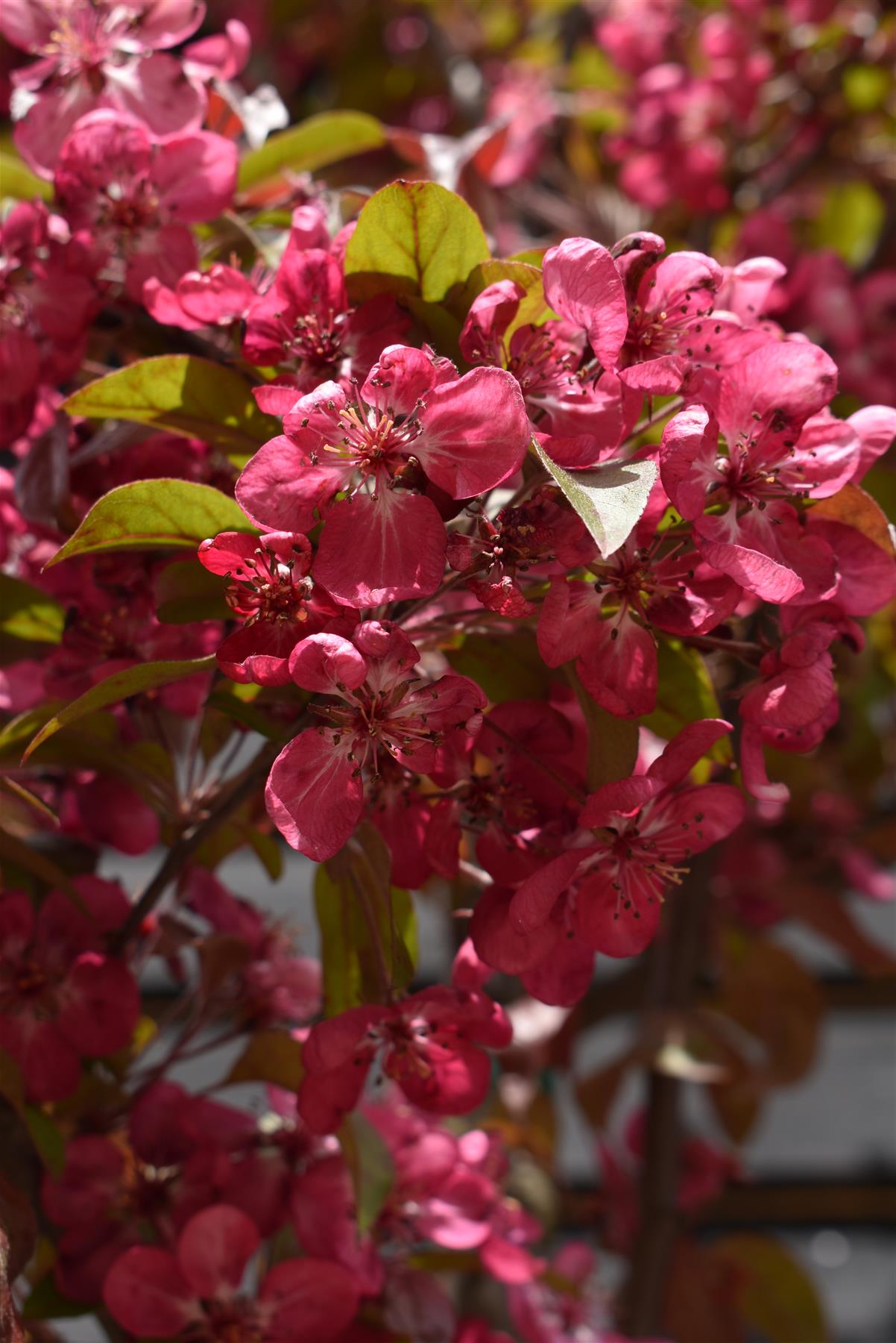 Malus Floribunda 'Coccinella' | Japanese Crab Apple - Girth 6-8cm - Height 320-460cm - 35lt