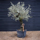 Olive Tree | Olea Europea - Specimen - Curved leaning gnarly - Trunk height 80cm - Height 200-220cm - Girth 70cm - 160lt