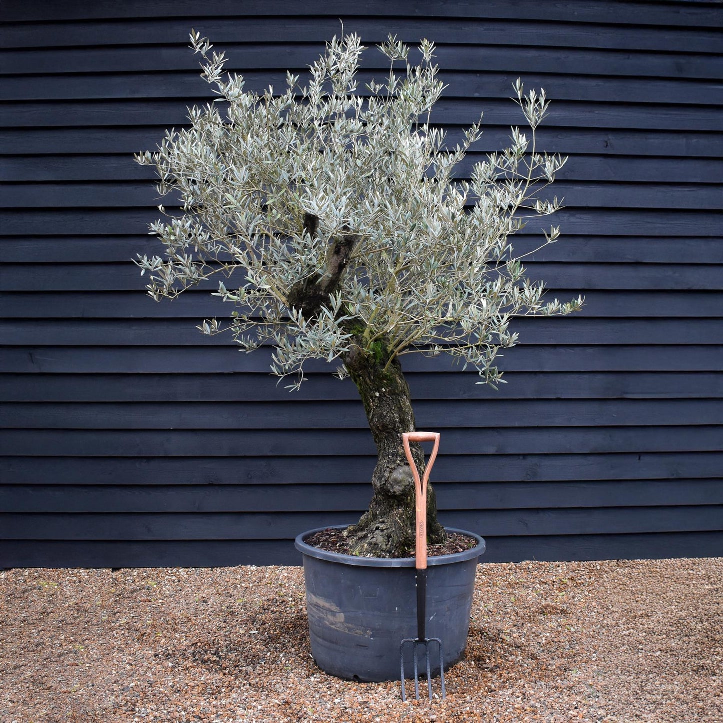 Olive Tree | Olea Europea - Specimen - Curved leaning gnarly - Trunk height 80cm - Height 200-220cm - Girth 70cm - 160lt