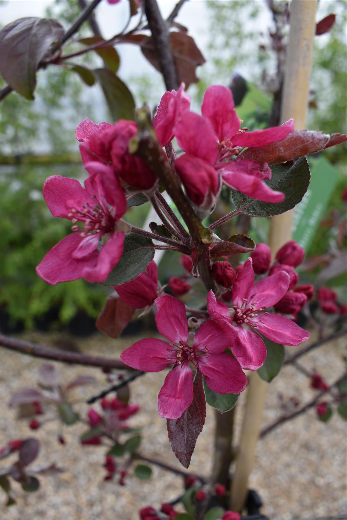 Crab apple | Malus toringo 'Scarlett' - 160-180cm - 12lt