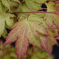 Acer palmatum 'Orange Dream' | Japanese Maple - Bushy - 20-40cm - 3lt