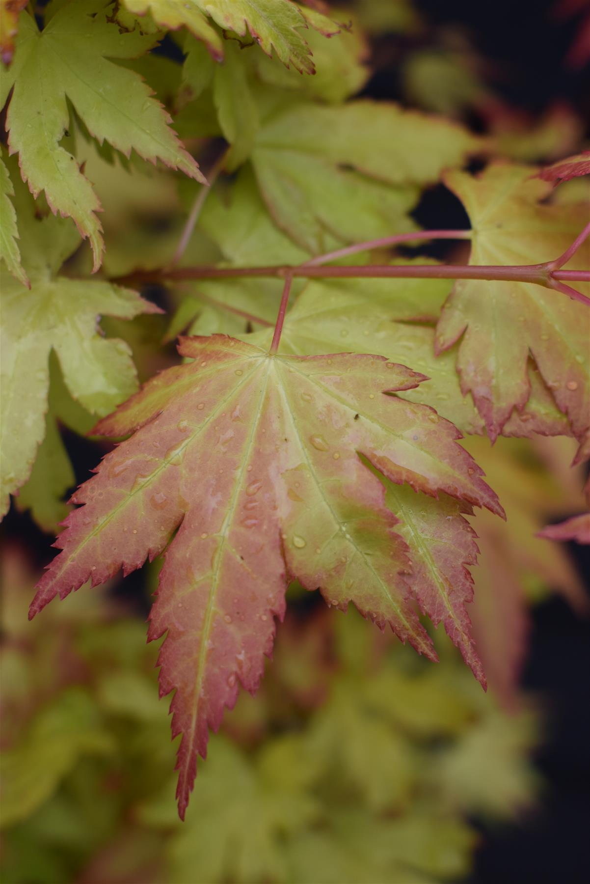 Acer palmatum 'Orange Dream' | Japanese Maple - Bushy - 20-40cm - 3lt