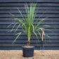 Cordyline indivisa | Mountain Cabbage Tree - 120-180cm - 40lt