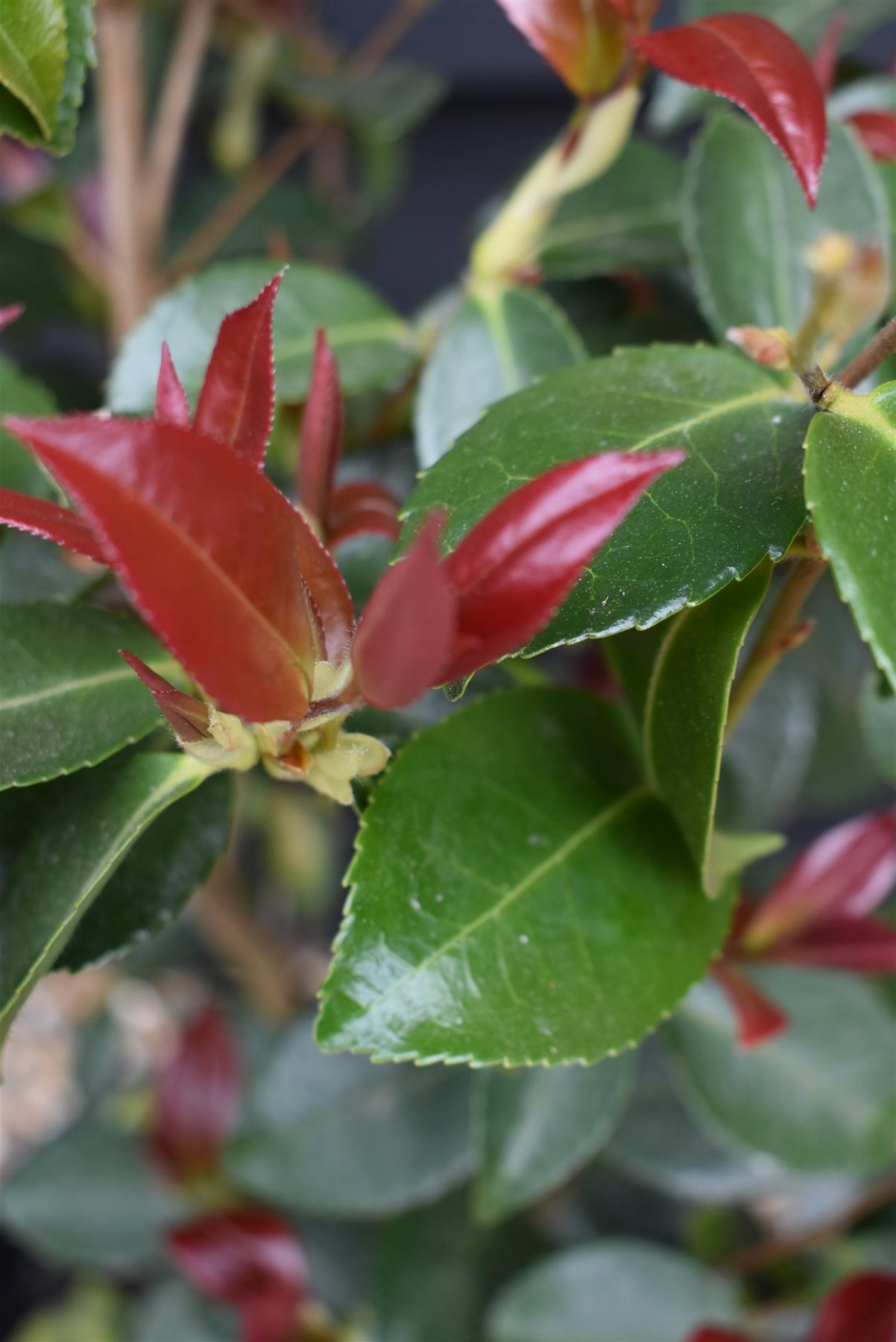 Camellia sasanqua 'Winter's Snowman' - 60-70cm - 12lt