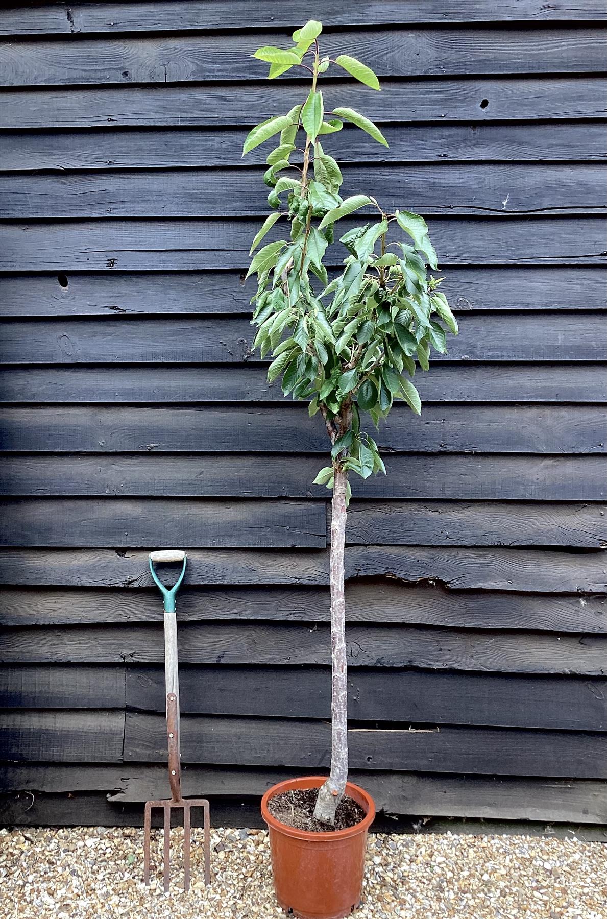 Sweet Cherry Tree 'Sunburst'| Prunus Avium - 170-180cm - 30lt