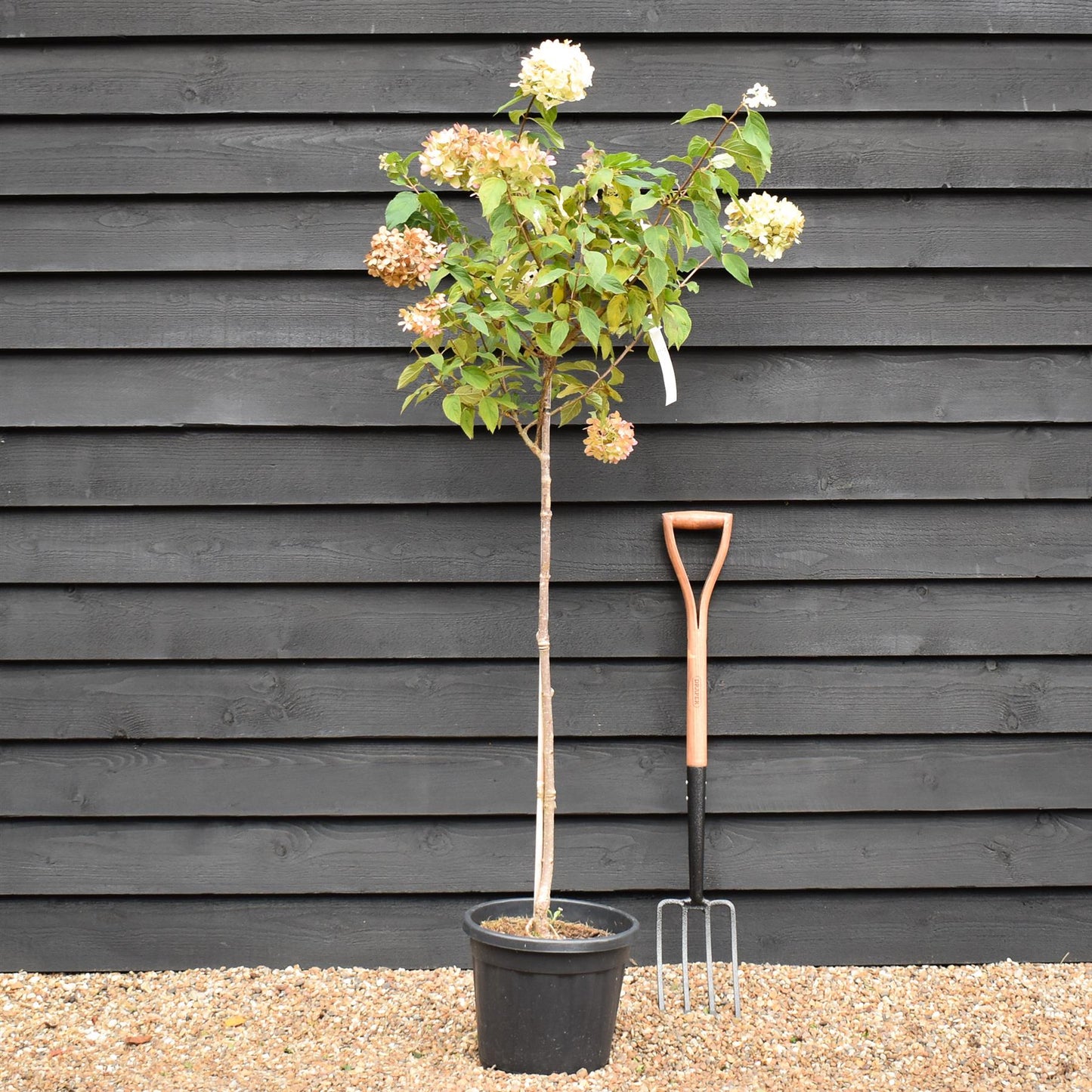 Hydrangea paniculata 'Limelight' - Stem 100cm - Height 170-180cm - 15lt