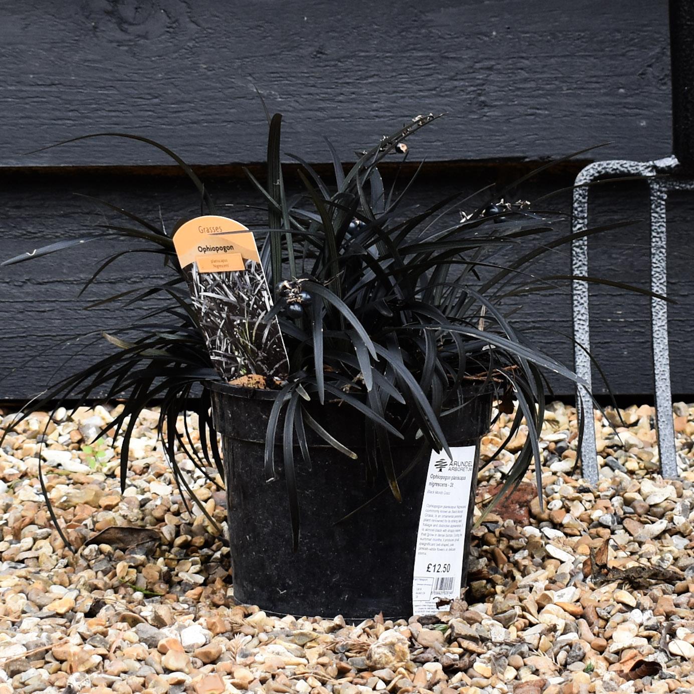 Black Mondo Grass | Ophiopogon planiscapus nigrescens - Height 10cm Width 10cm - 3lt