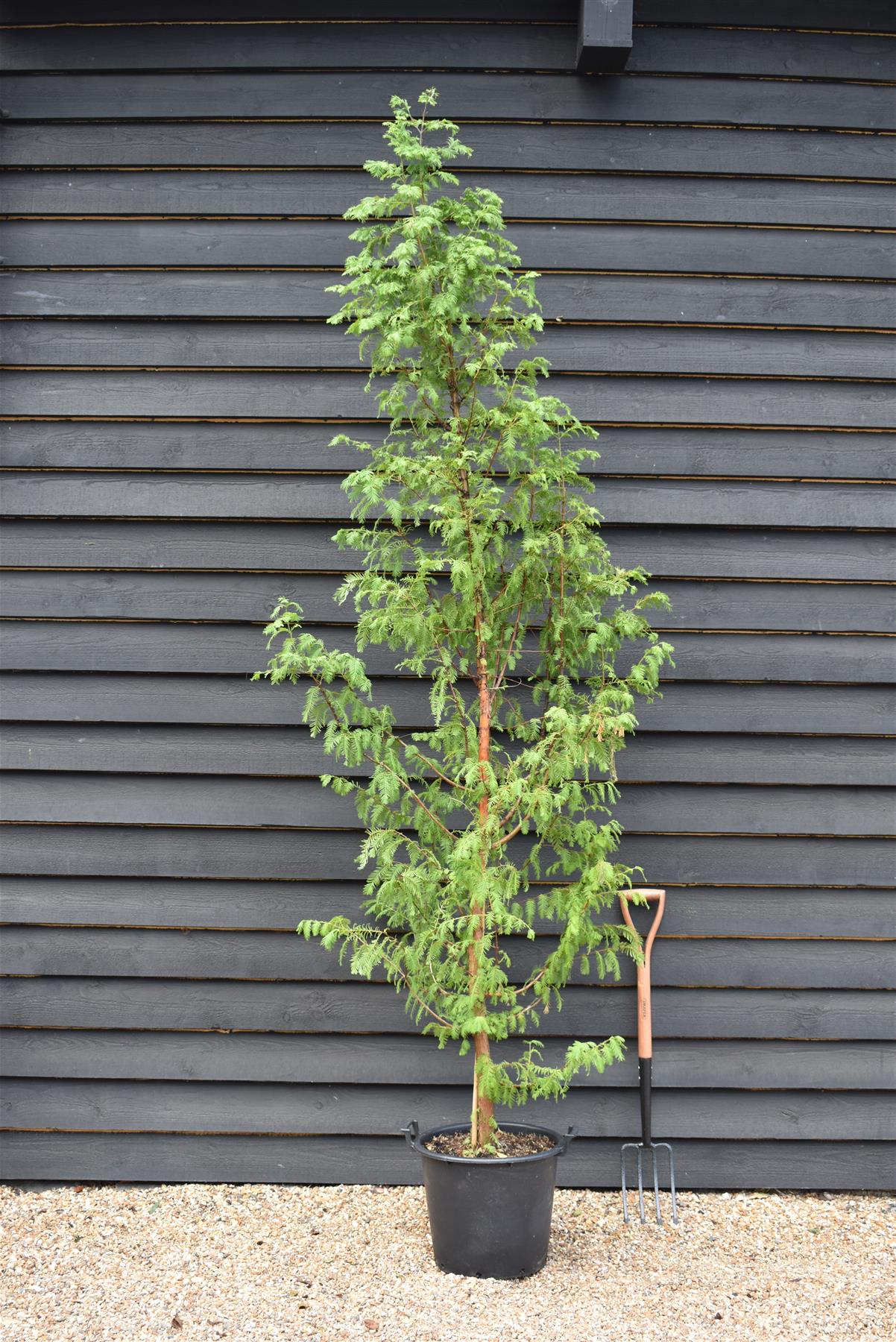 Metasequoia glyptostroboides | Dawn Redwood - Height 270-290cm - 30lt