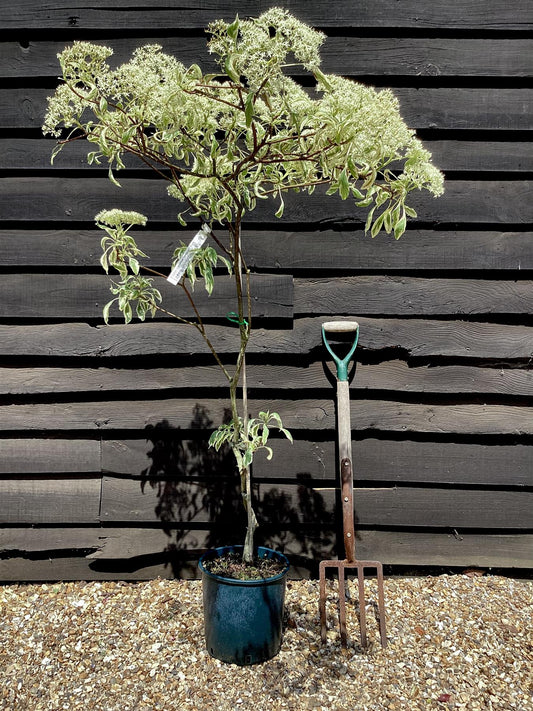 Cornus controversa 'Variegata' | Wedding Cake Tree - 100-120cm, 10lt