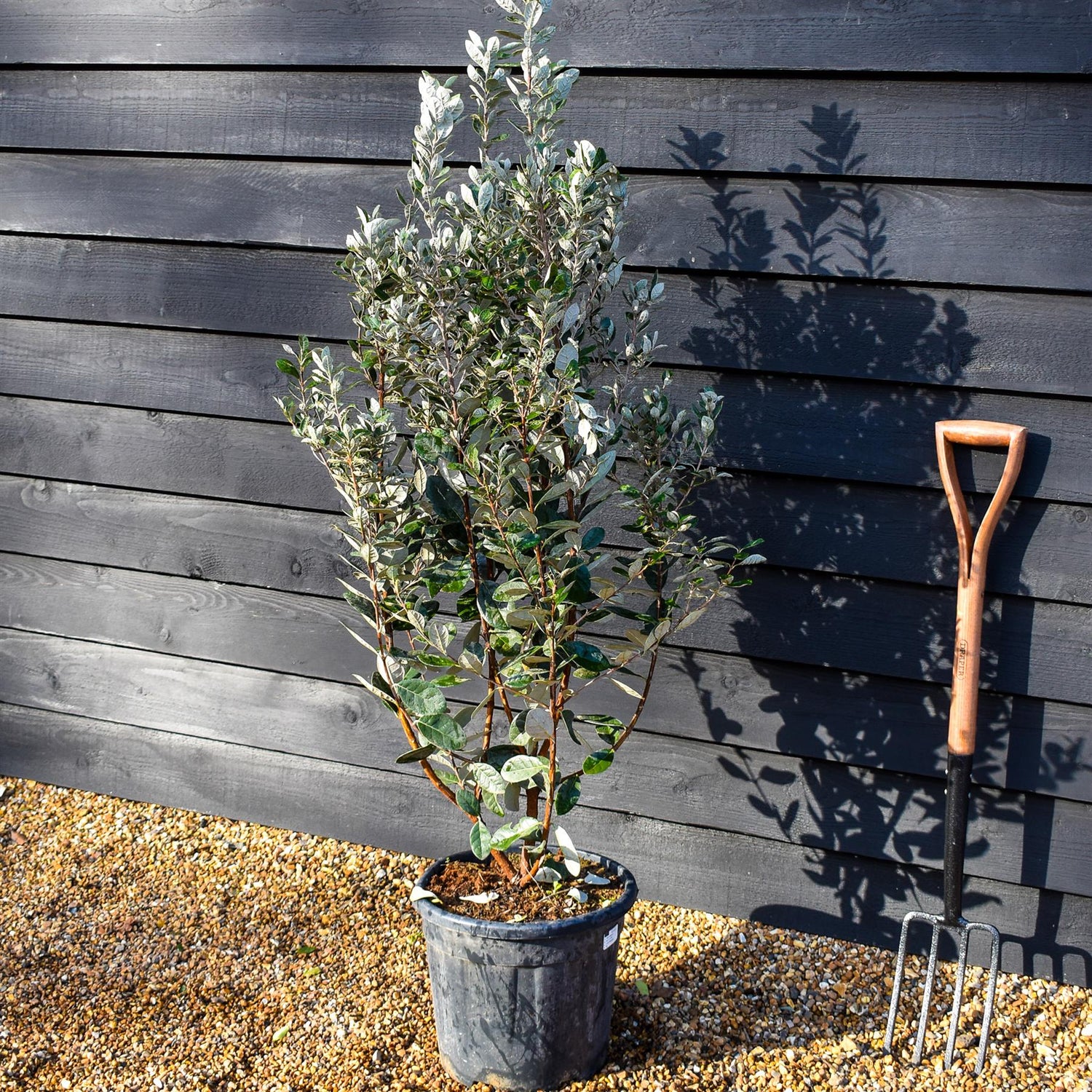 Feijoa (acca) sellowiana | Pineapple Guava - Shrub - Height 120-140cm - 18lt