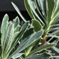 Euphorbia characias Silver Swan - 3lt