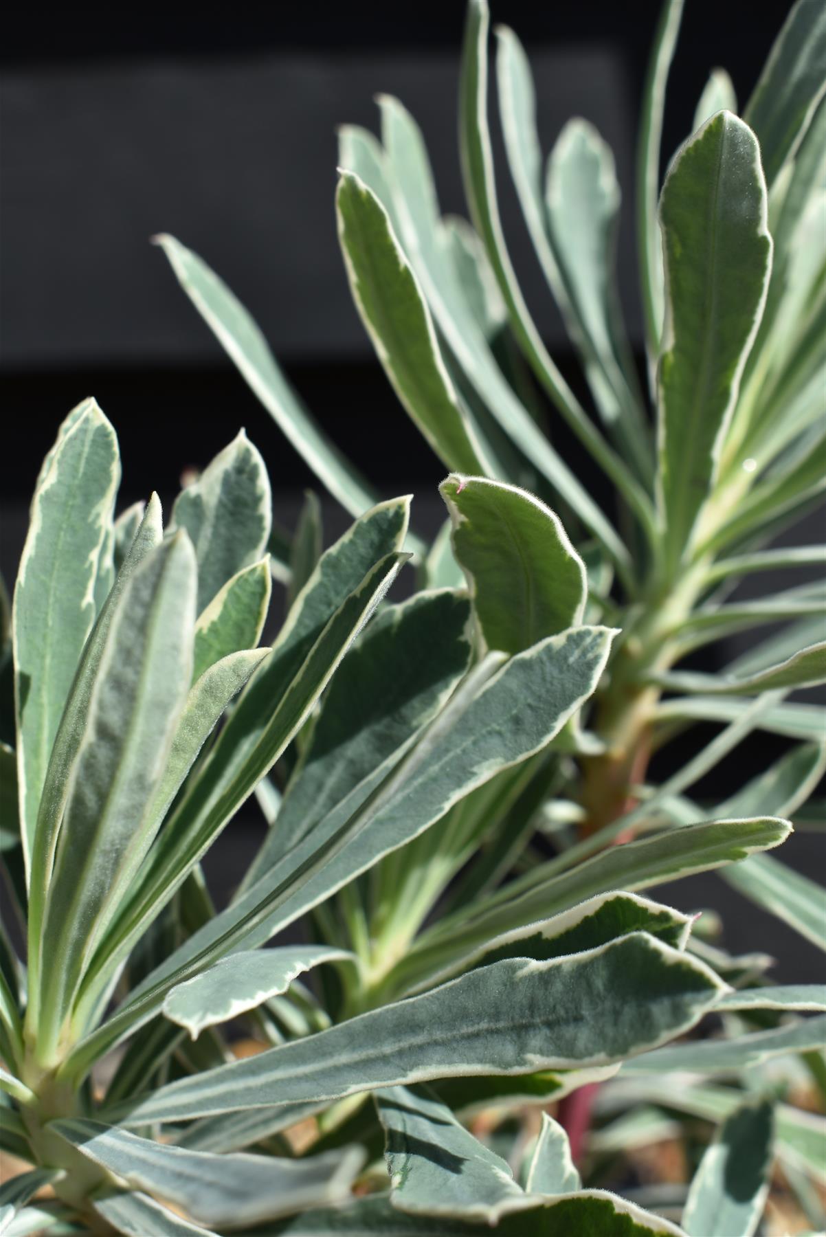 Euphorbia characias Silver Swan - 3lt