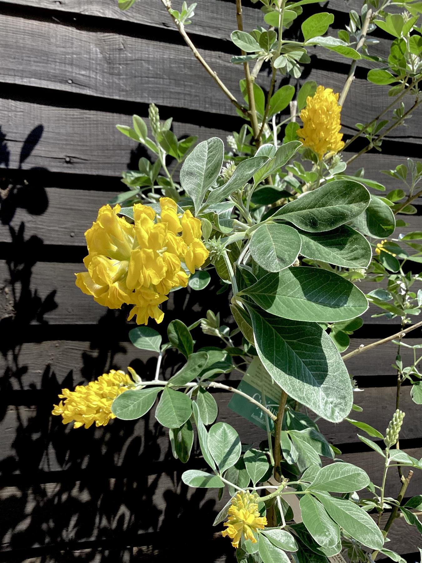 Cytisus battandieri | Moroccan Broom - 140-180cm, 10lt