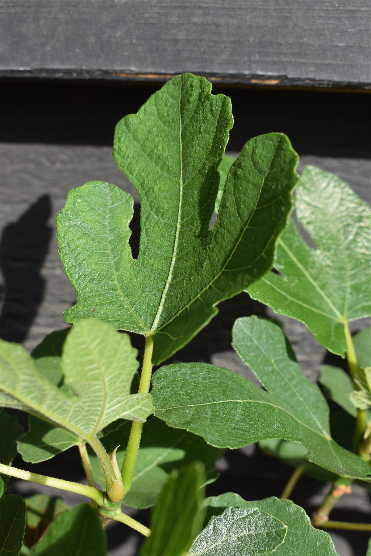 Fig - Ficus carica 'Brown Turkey' - Height 20-40cm - 2lt