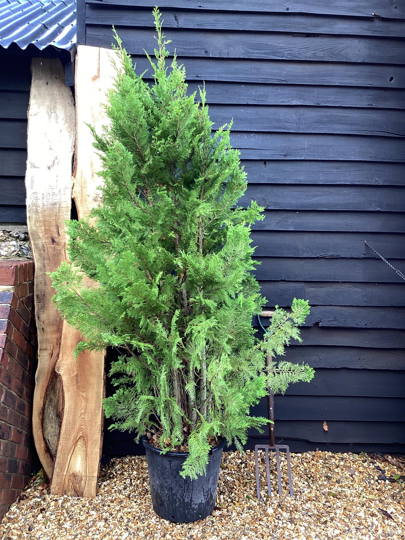 Chamaecyparis lawsoniana Erecta Viridis - 280/310cm, 30lt