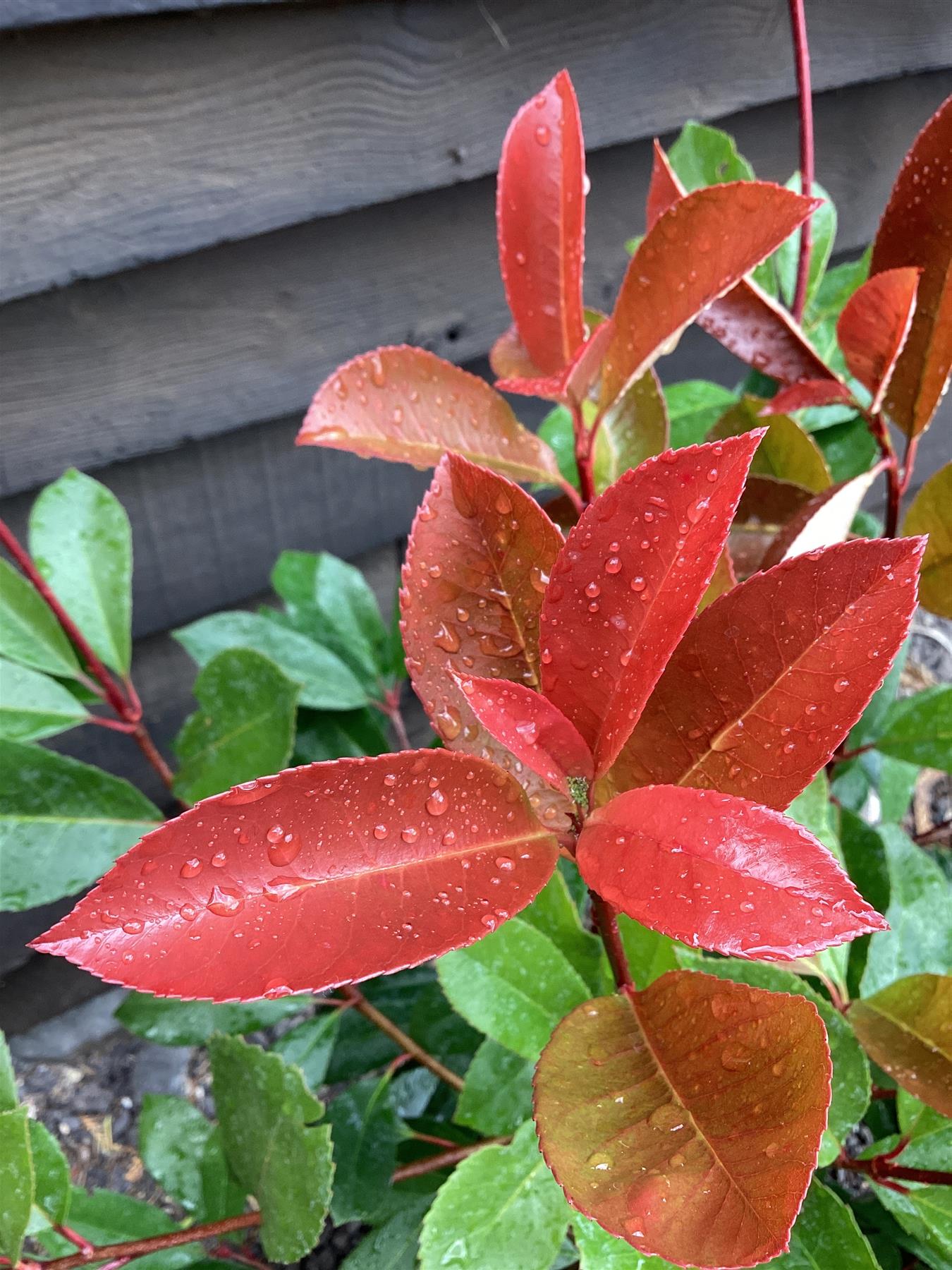 Photinia Red Robin - 40/60cm, 10lt