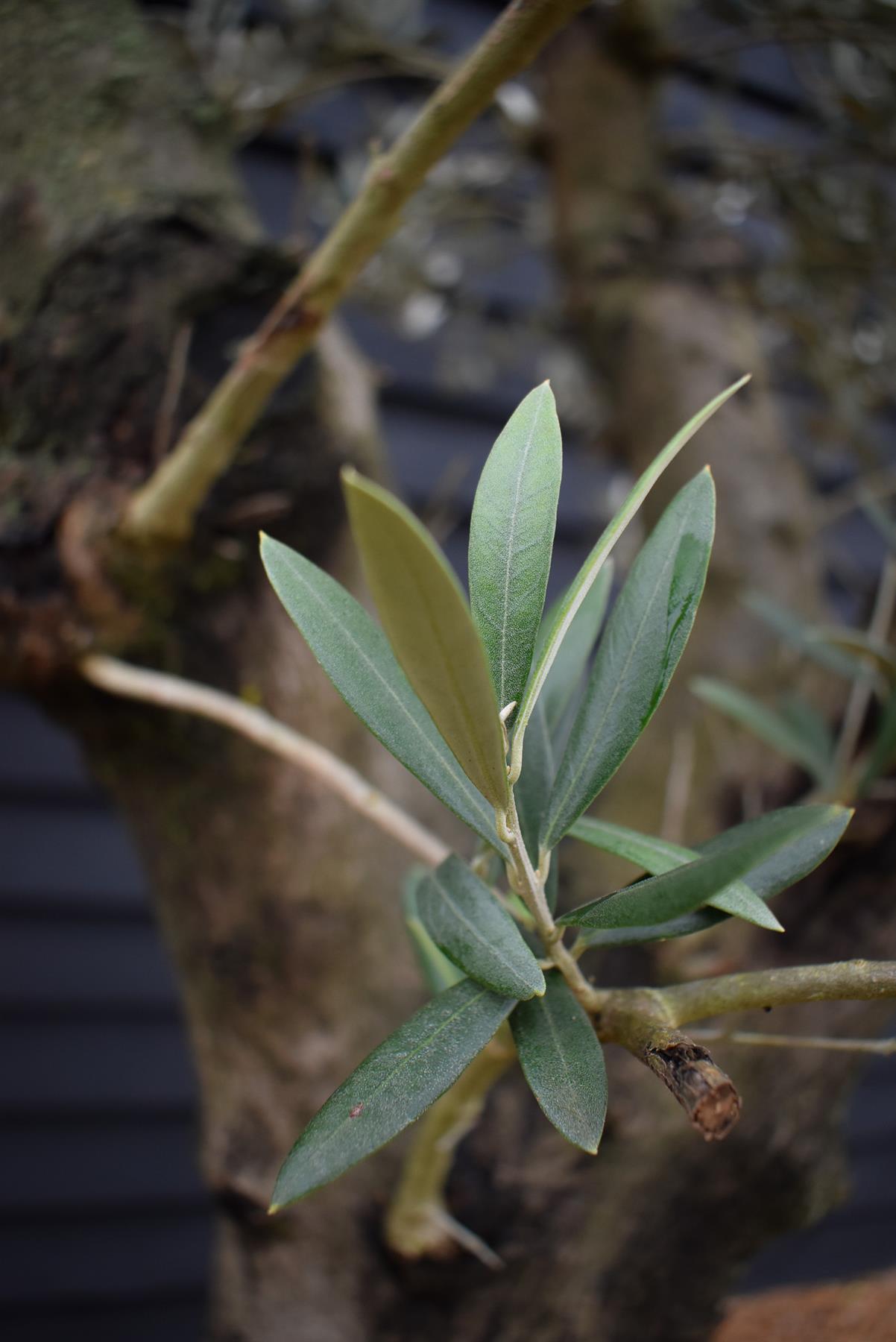 Olive Tree | Olea Europea - Specimen - Straight double branch - Trunk height 70cm - Height 200-220cm - Girth 53cm - 160lt