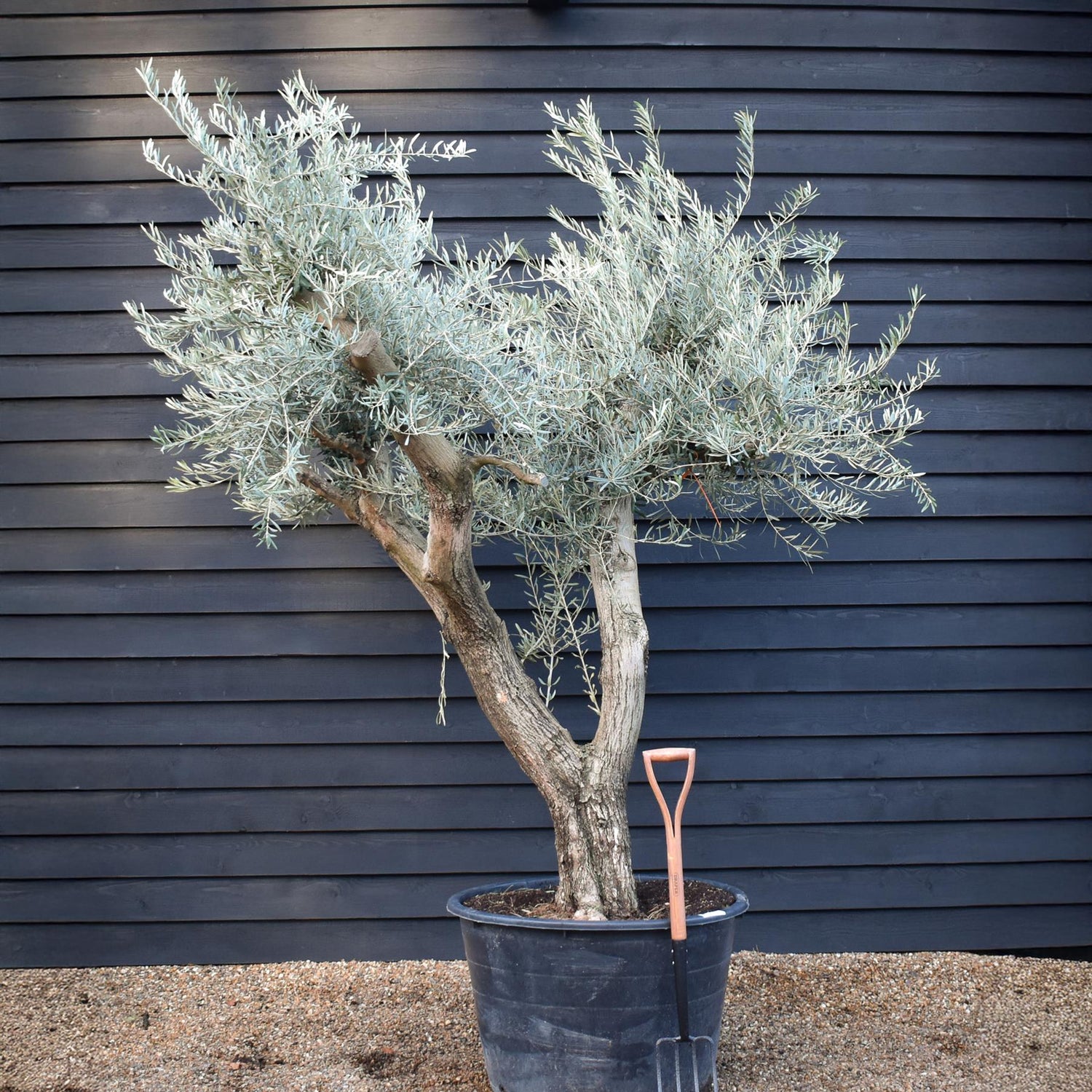 Olive Tree | Olea Europea - Specimen - Branched Out - Height 250 -300 cm - 280lt