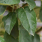 Malus 'Golden Hornet' | Flowering Crab Apple Tree, Clear Stem - Girth 8-10cm - Height 280-300cm - 70lt