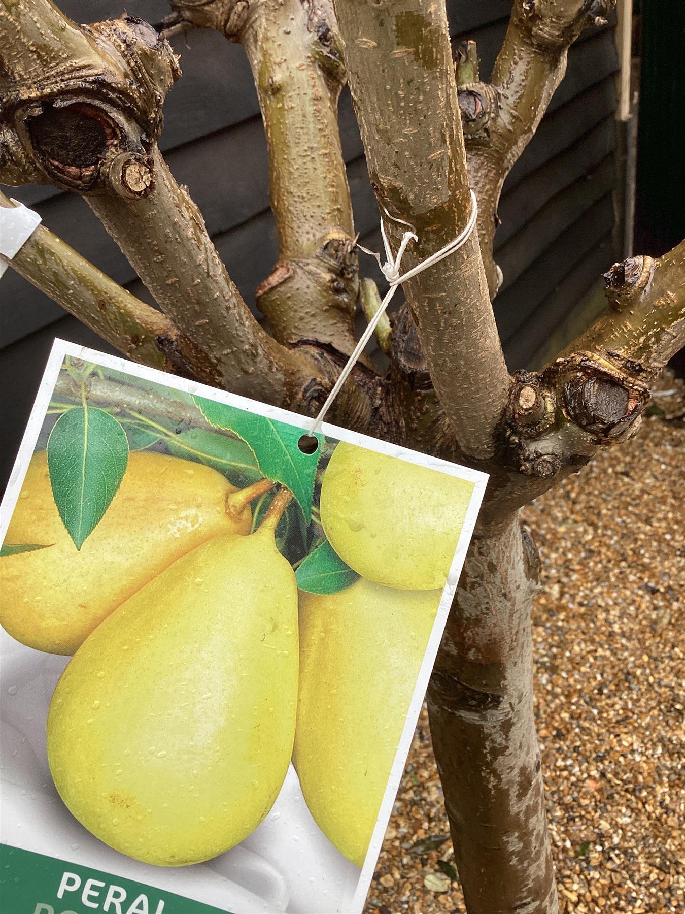 Pear tree 'Ercolini' | Pyrus communis  - Girth 18-20cm - 220-240cm - 50lt