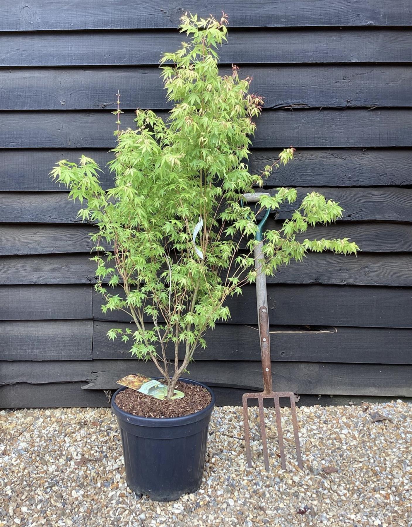 Acer palmatum 'Katsura' | Katsura Japanese Maple - Bushy - 100-150cm - 20lt