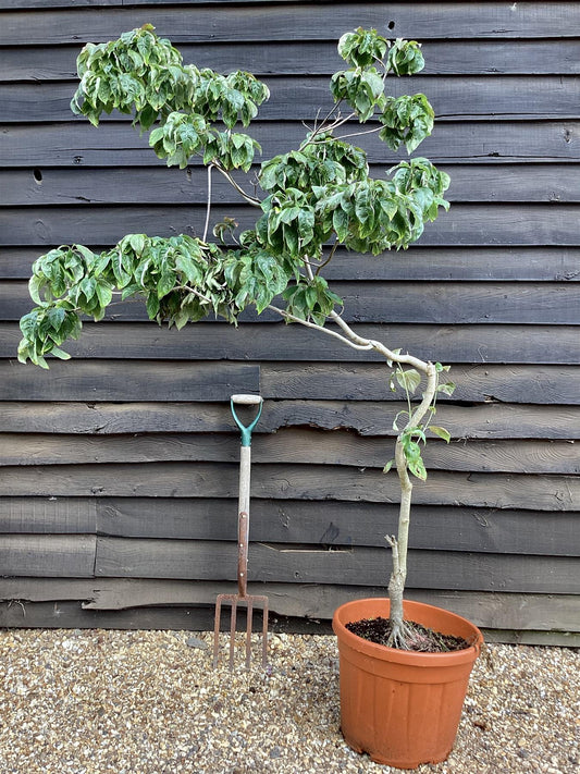 Cornus florida Cherokee Chief | Cherokee Chief Dogwood - 180-220cm, 20lt