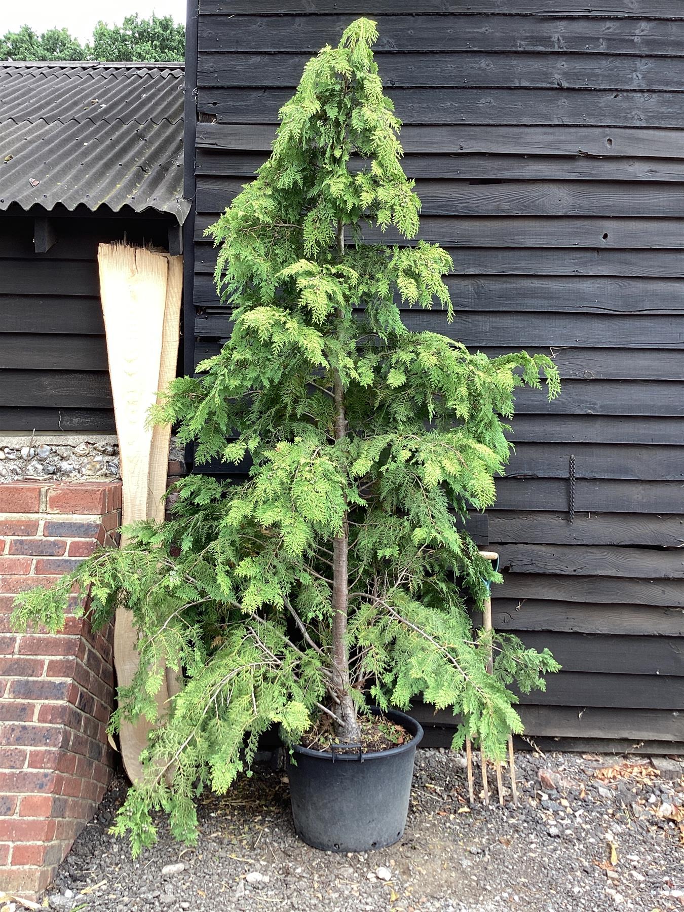 Chamaecyparis Lawsoniana Erecta Viridis - 280/310cm, 80lt