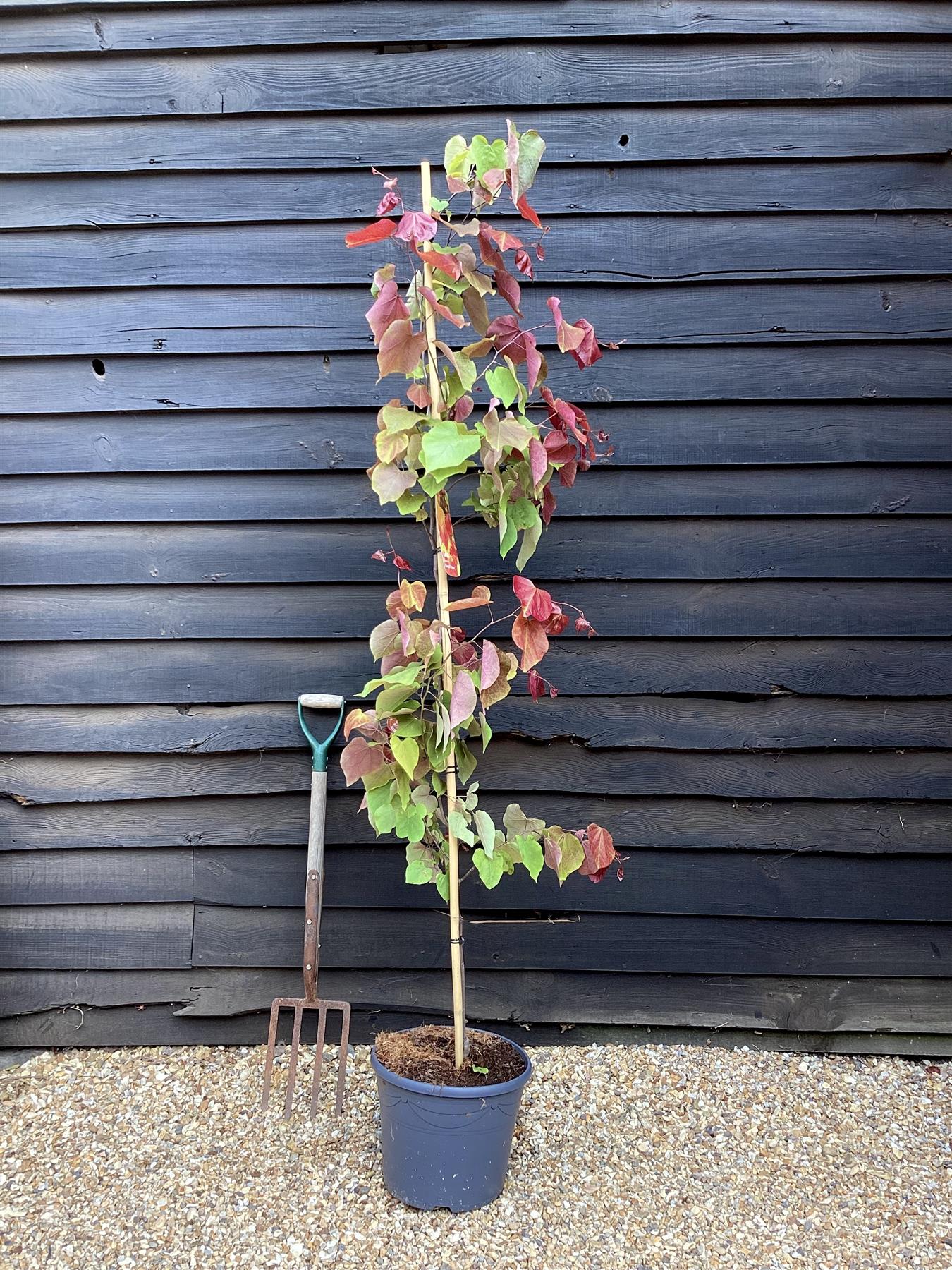 Cercis canadensis 'Eternal Flame' | Redbud | Judas trees - 200-220cm ...