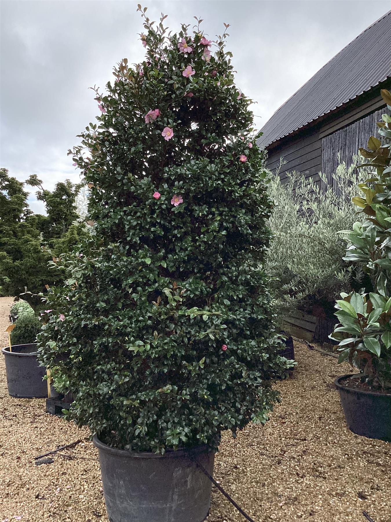 Camellia sasanqua Plantation Pink - 375cm, 250lt