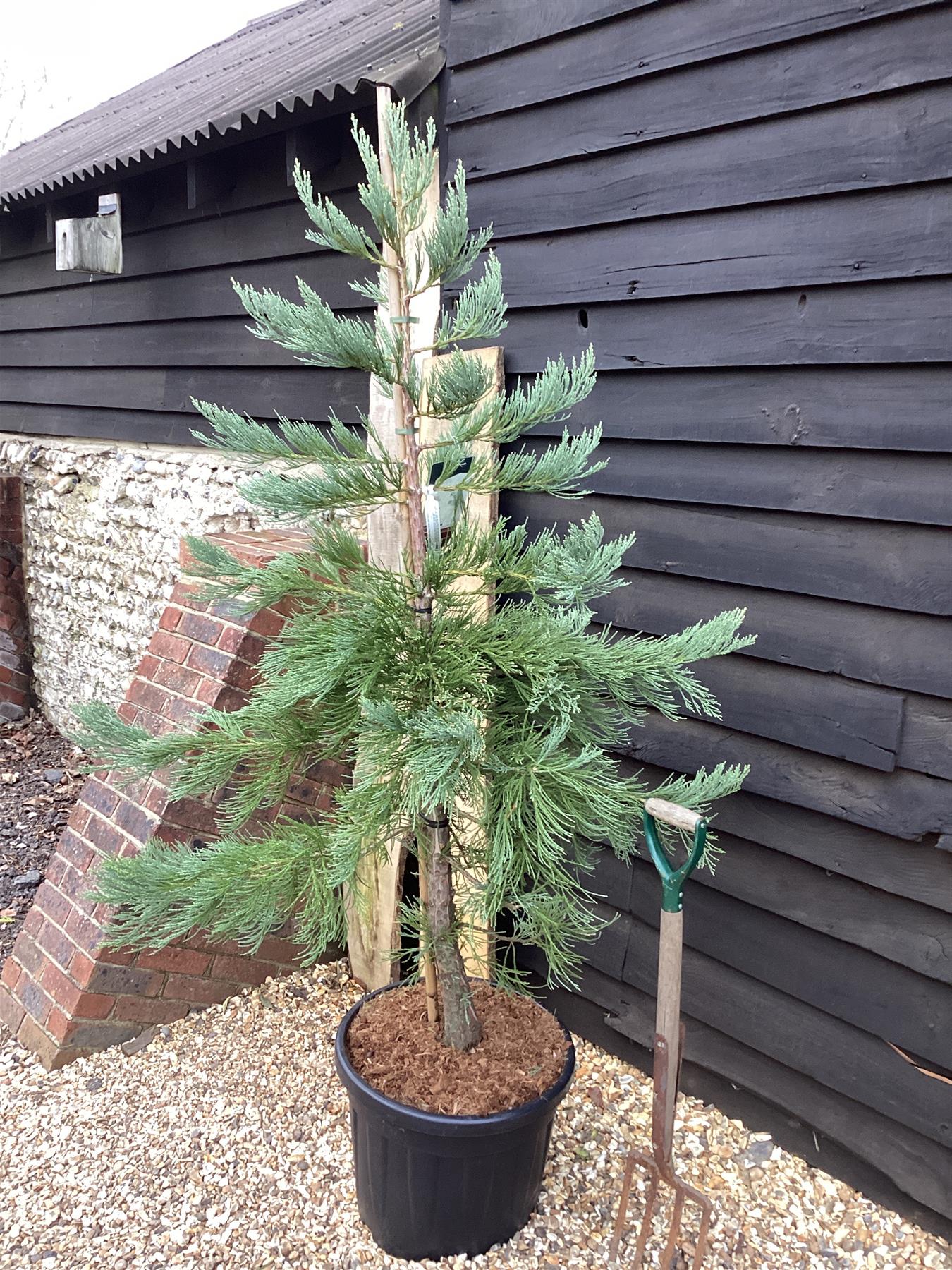 Sequoiadendron giganteum | Giant redwood - Height 175cm - Width 150-175cm - 55lt