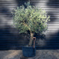 Olive Tree |  Olea Europea- Specimen - Straight double stem - Trunk height 80cm - Height 220-250cm - Girth 45cm - 160lt