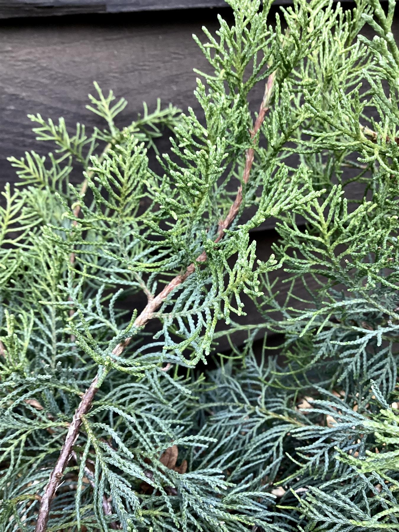 Juniperus 'Grey Owl' - 20/40cm, 10lt