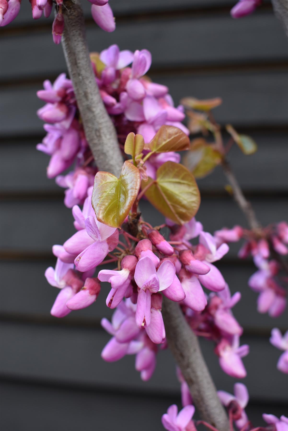 Judas tree | Cercis siliquastrum - Girth 8-10cm - 400-440cm - Clear Stem - 45lt