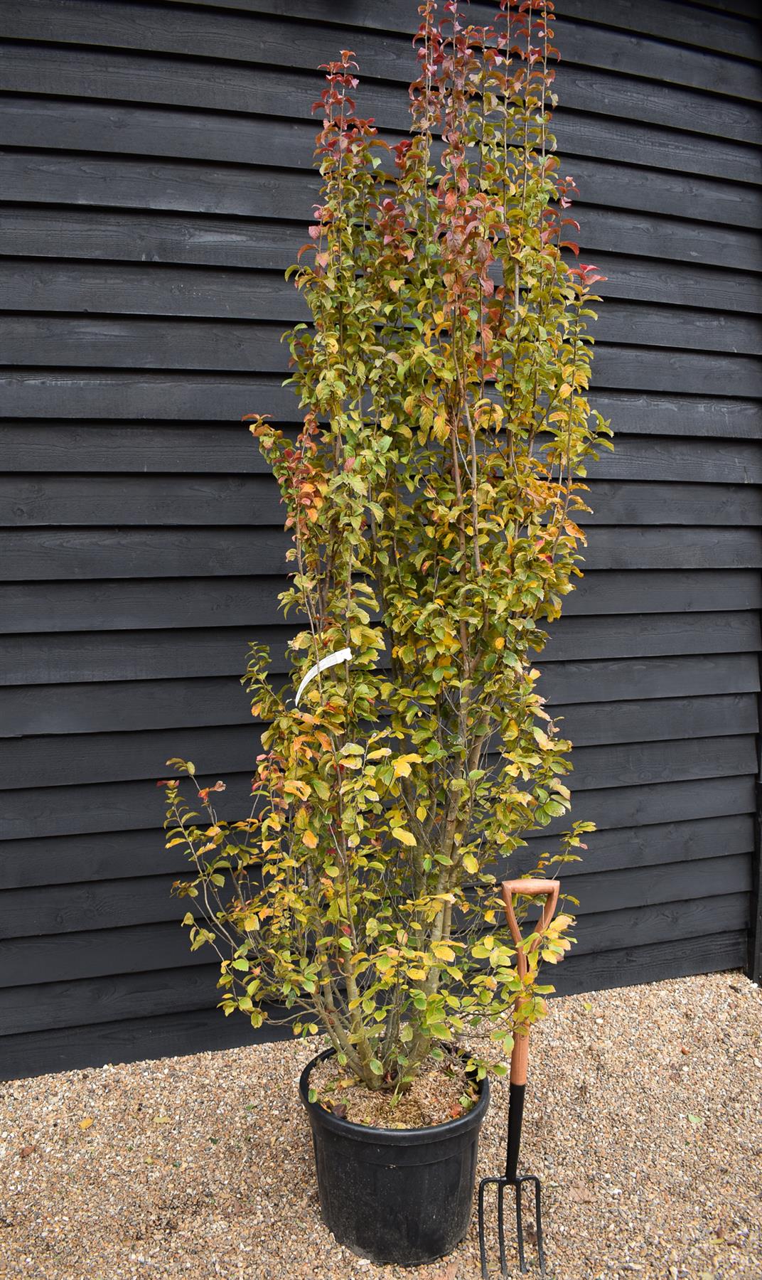 Persian Ironwood 'Persian Spire' | Parrotia persica 'Persian Spire' - Height 260-300cm - 55lt