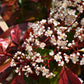 Photinia Red Robin | Christmas berry 'Little Red Robin' - Cone - 400-450cm, 375lt