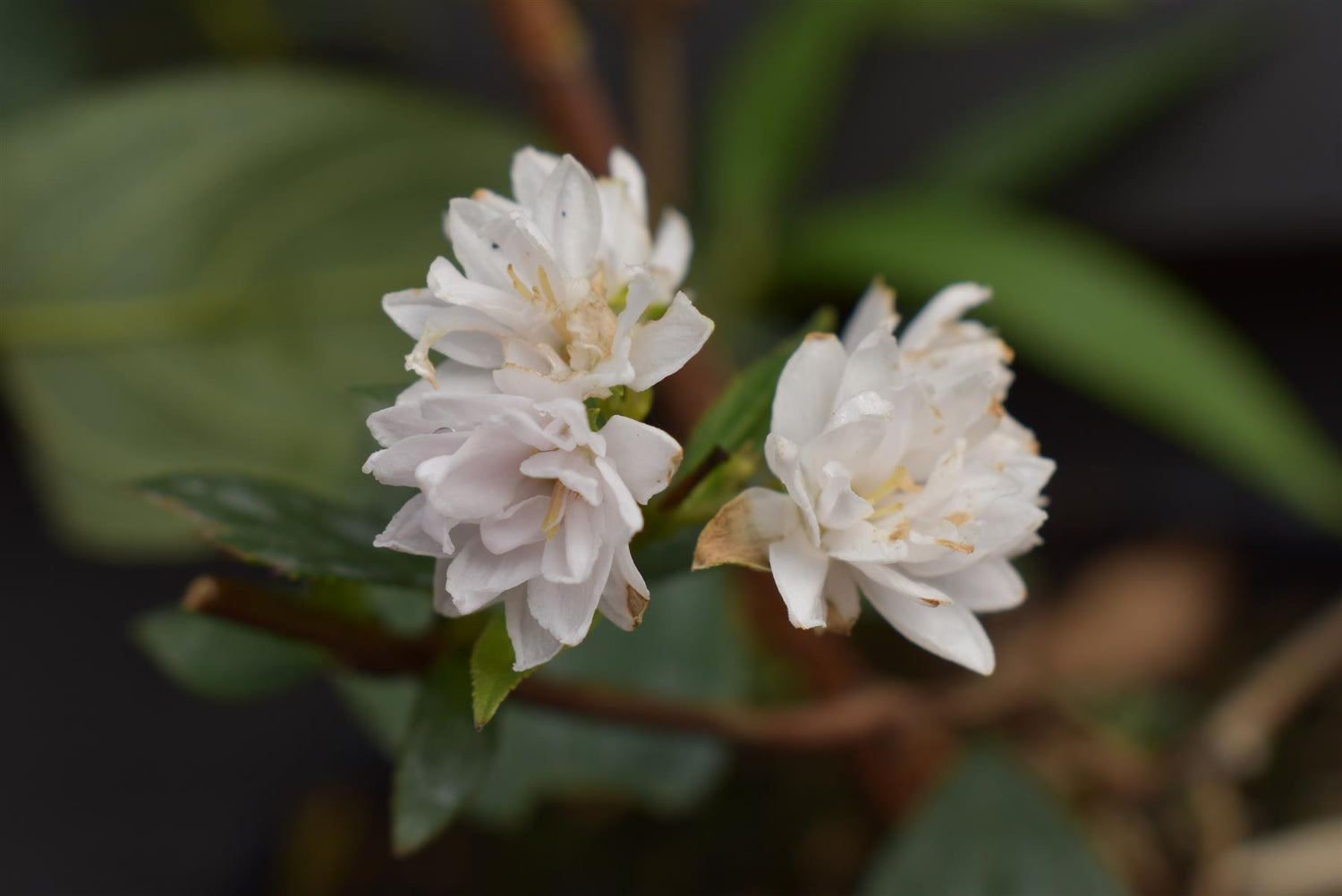 Deutzia scabra 'Pink Pompom' - 3lt