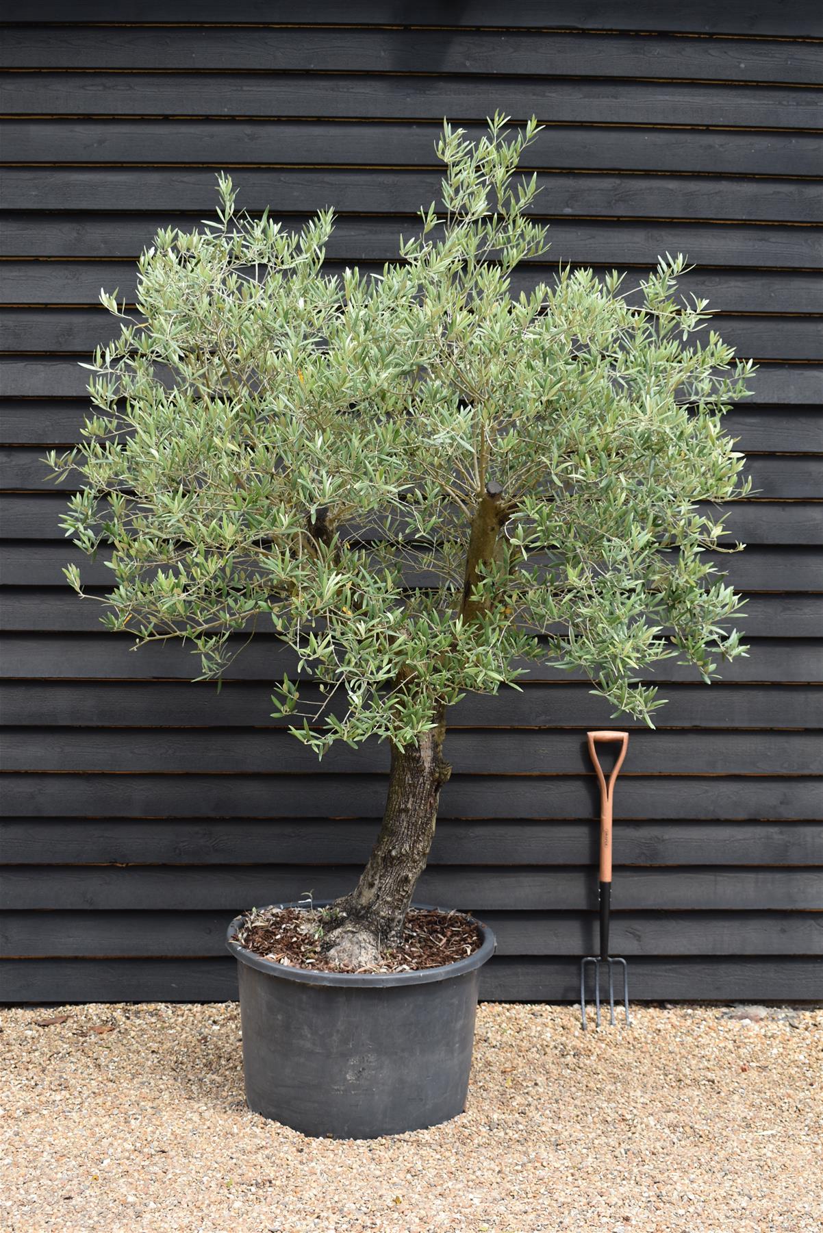 Olive Tree | Olea Europea 1/2 Std Girth 50cm - 210-220cm, 160lt