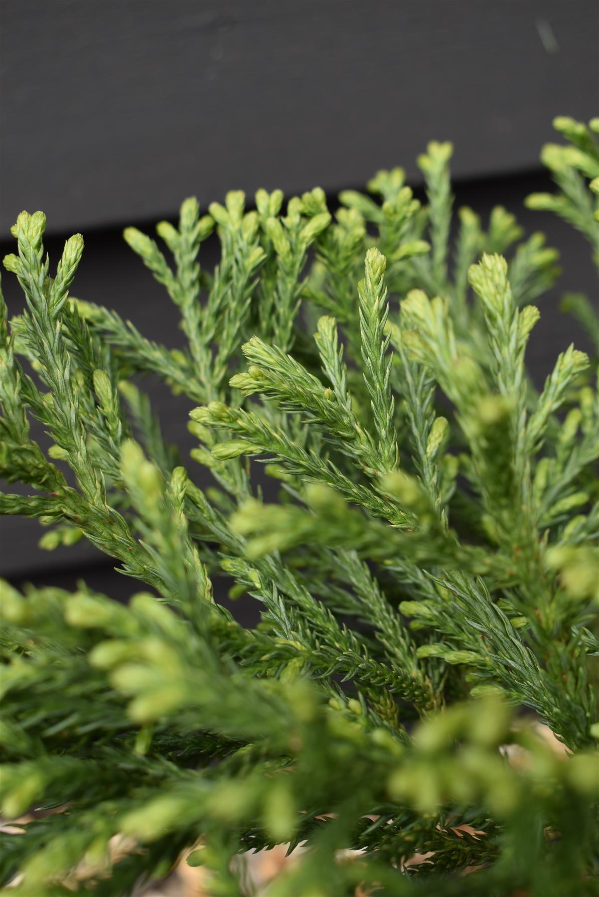 Cryptomeria japonica 'Little Champion' | Japanese Cedar - Height 30-40cm - Width 40cm - 8lt