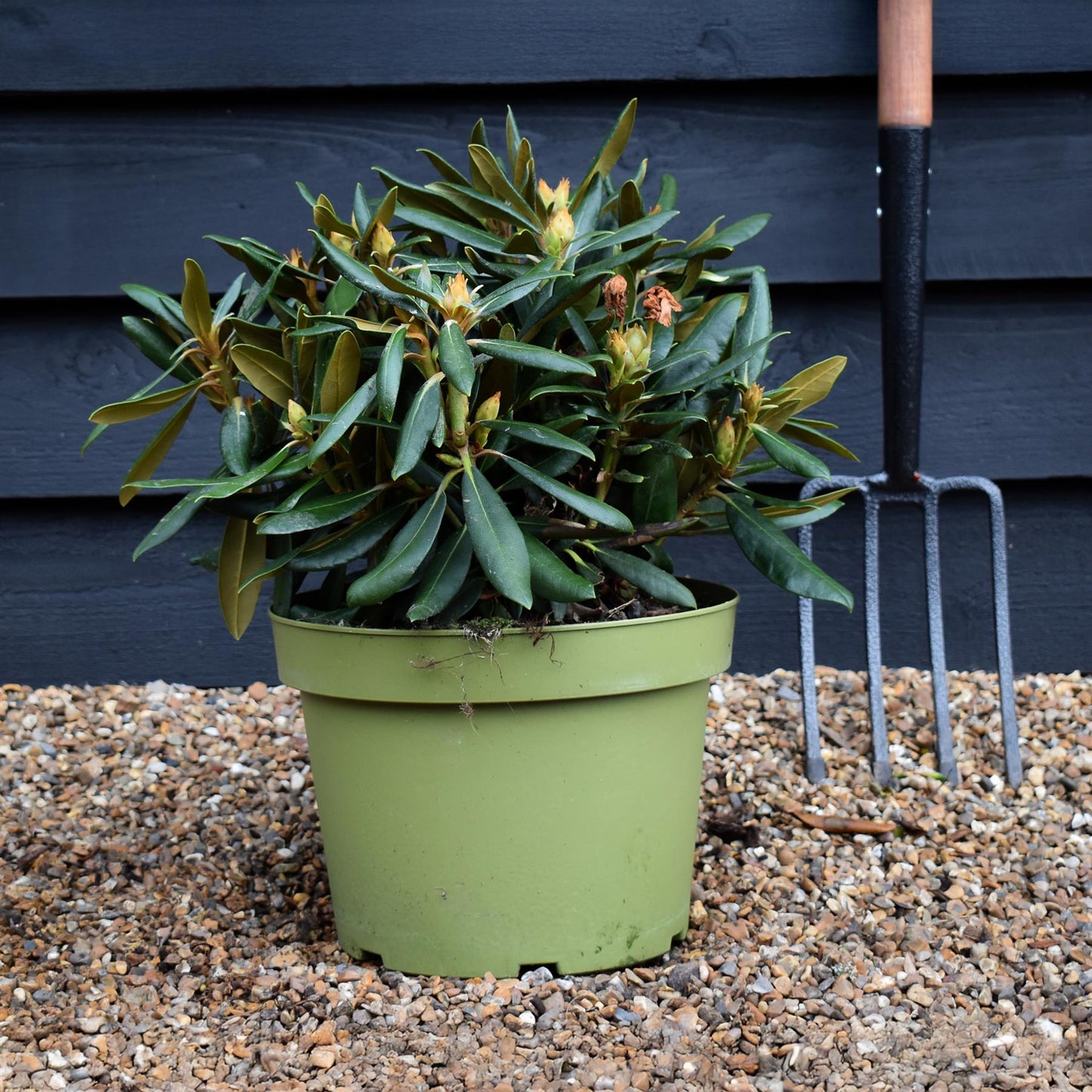 Rhododendron 'Kalinka' - Shrub - Height 60-70cm - 10lt