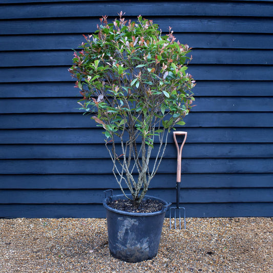 Photinia x fraseri Red Robin Compacta - Multistem - Height 180cm - 90lt