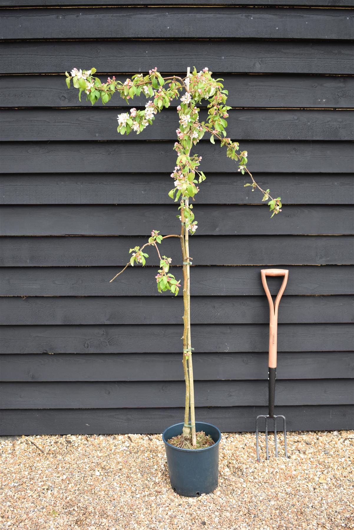 Malus Red Jade | Weeping Crab Apple Tree - 200-250cm, 10lt