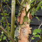 Betula Nigra "Heritage"  - River Birch| Black Birch Cully - Girth 10-12cm - Height - 500-550cm - 75lt