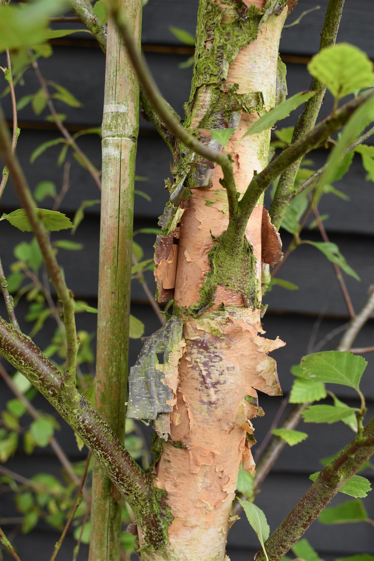 Betula Nigra "Heritage"  - River Birch| Black Birch Cully - Girth 10-12cm - Height - 500-550cm - 75lt