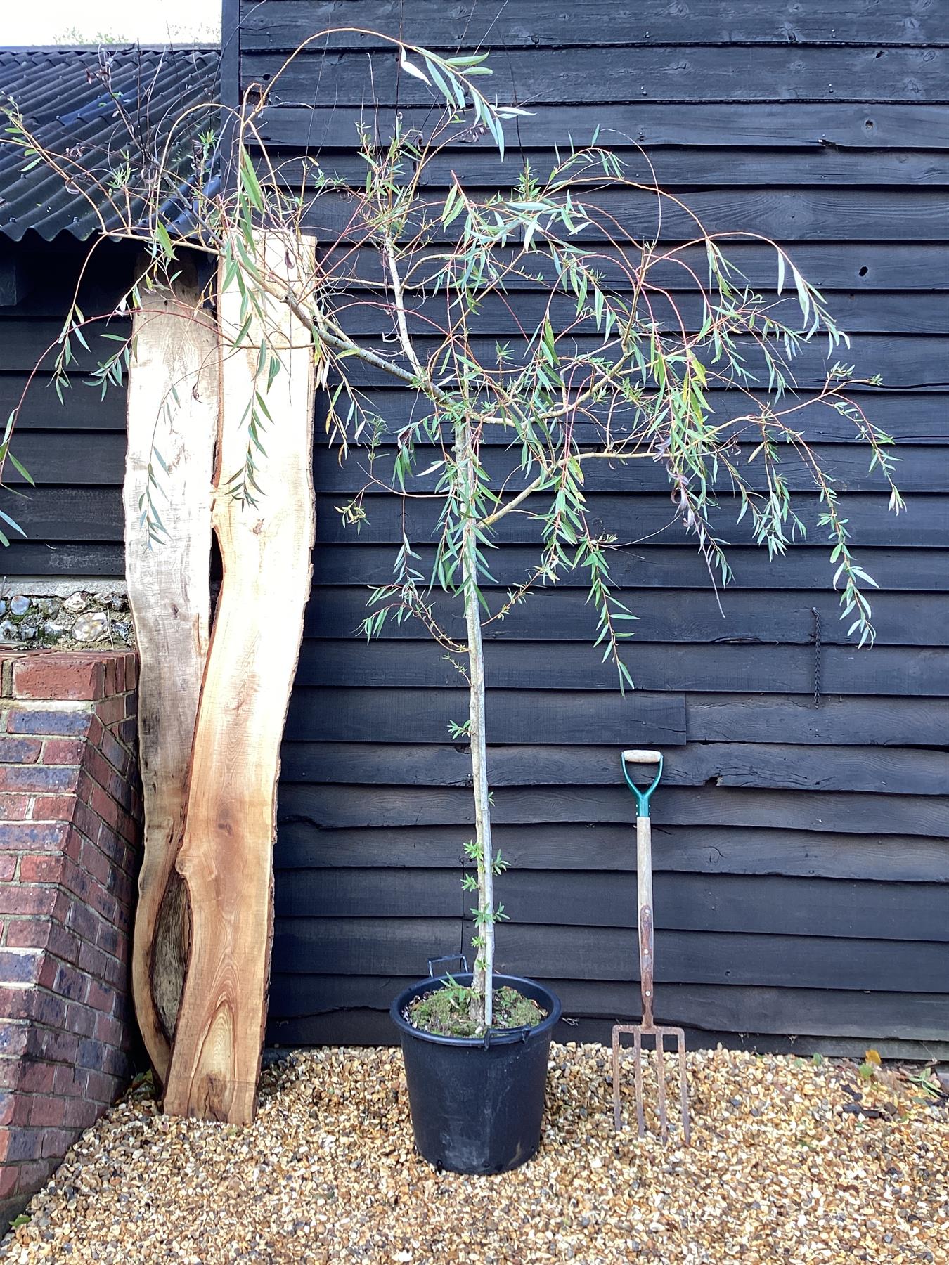 Salix vitelliana | Golden Willow - 280-320cm, 35lt