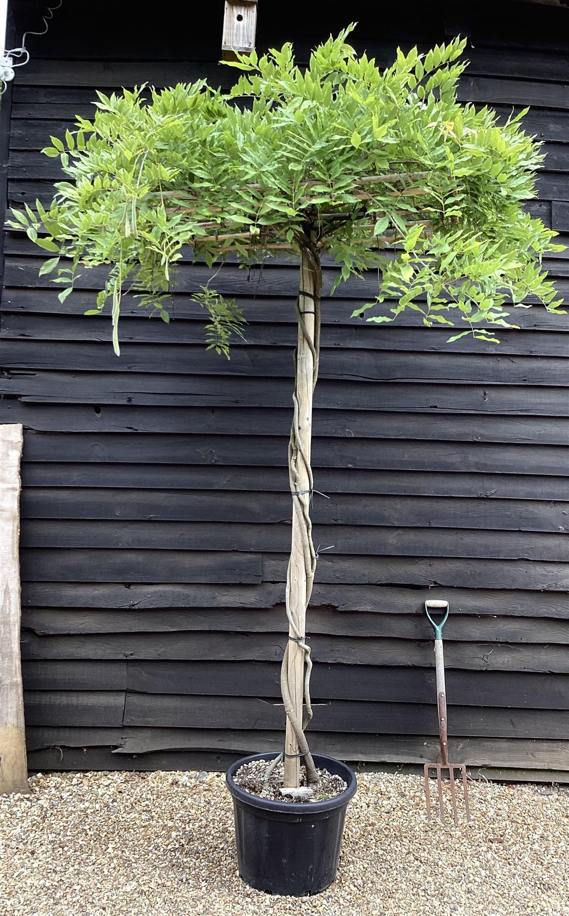 Wisteria 'Iko yama Fuli' - Blue - Umbrella - Roof Espalier 120-120cm - Height 200cm - 55lt