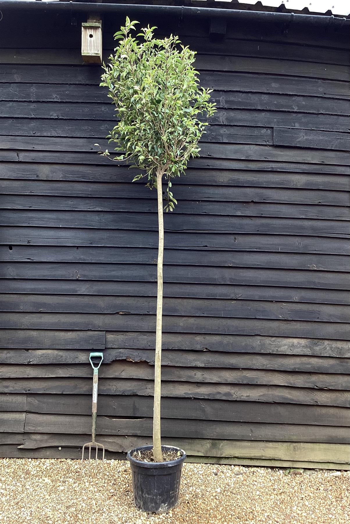 Ligustrum japonicum Standard - Girth 12-14cms - 280-300cm - 30lt