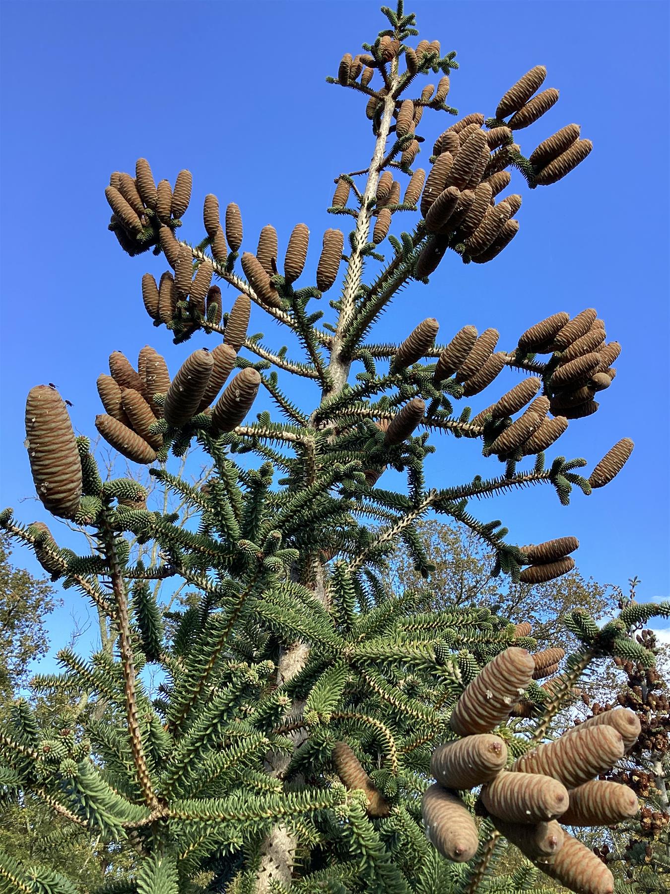 Abies Pinsapo Glauca | Blue Spanish fir - Height 380-420cm, 230lt