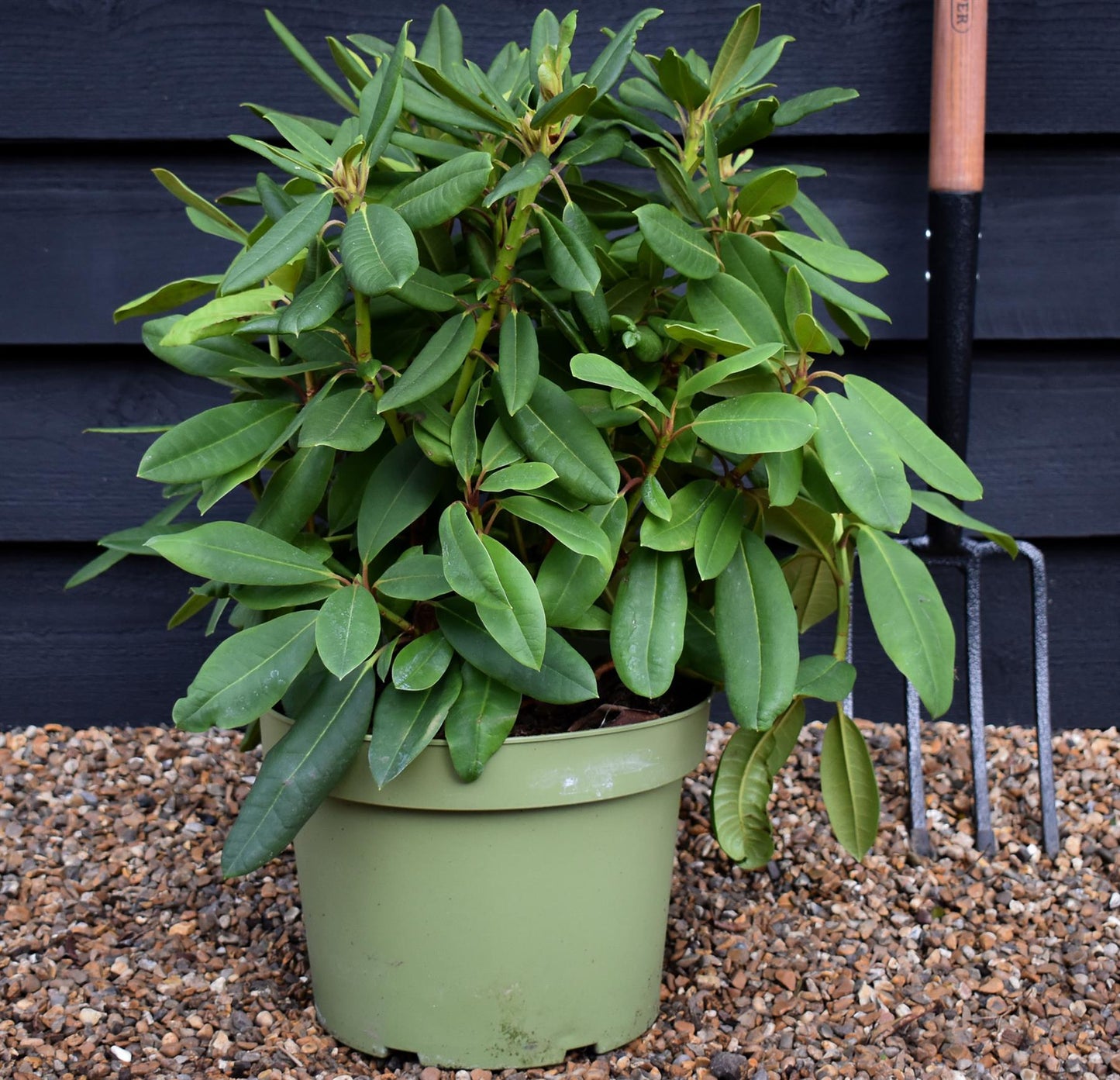 Rhododendron auritum 'Leo' - Shrub - Height 40-50cm - 10lt