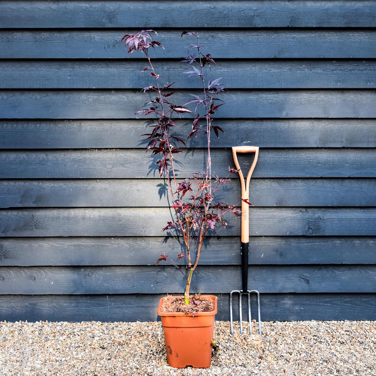 Japanese maple 'Red Emperor' | Acer palmatum - Height 130-150cm - 18-20lt