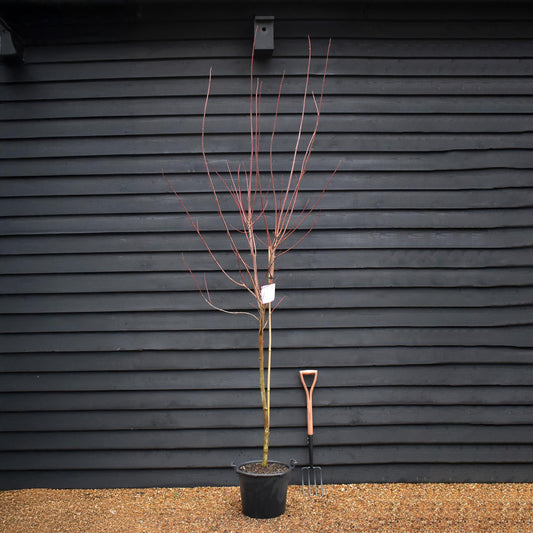 Acer Rubrum Redpointe Maple | Redpointe Red Maple 1/2 std Clear Stem - 270-300cm - 30lt